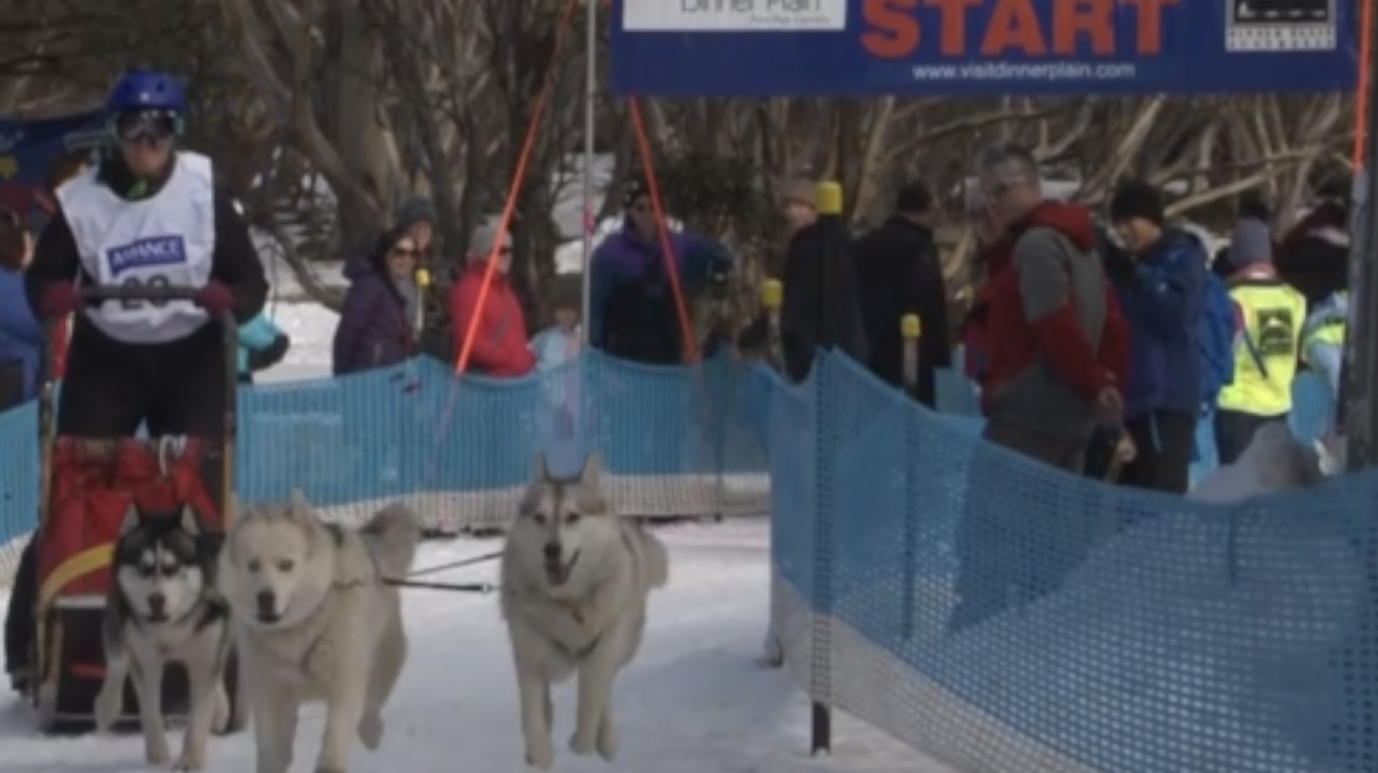 Sled Dogs